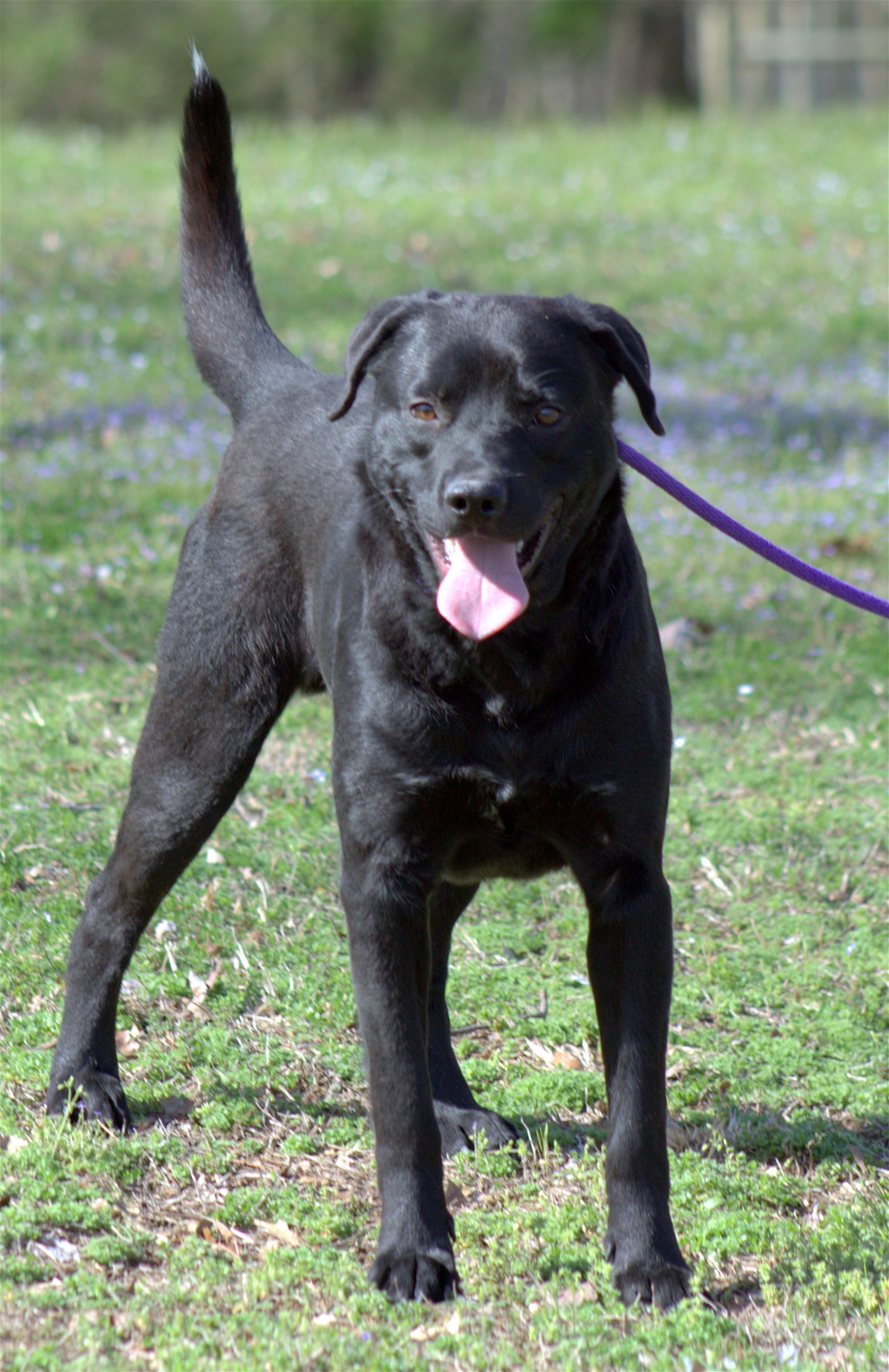Brody, an adoptable Labrador Retriever in Sparta, TN, 38583 | Photo Image 1