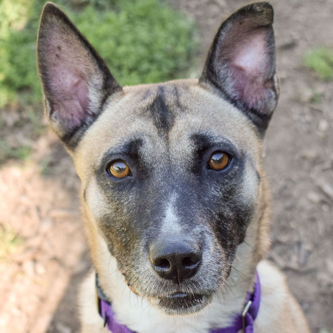 Yale, an adoptable German Shepherd Dog, Akita in Huntley, IL, 60142 | Photo Image 1