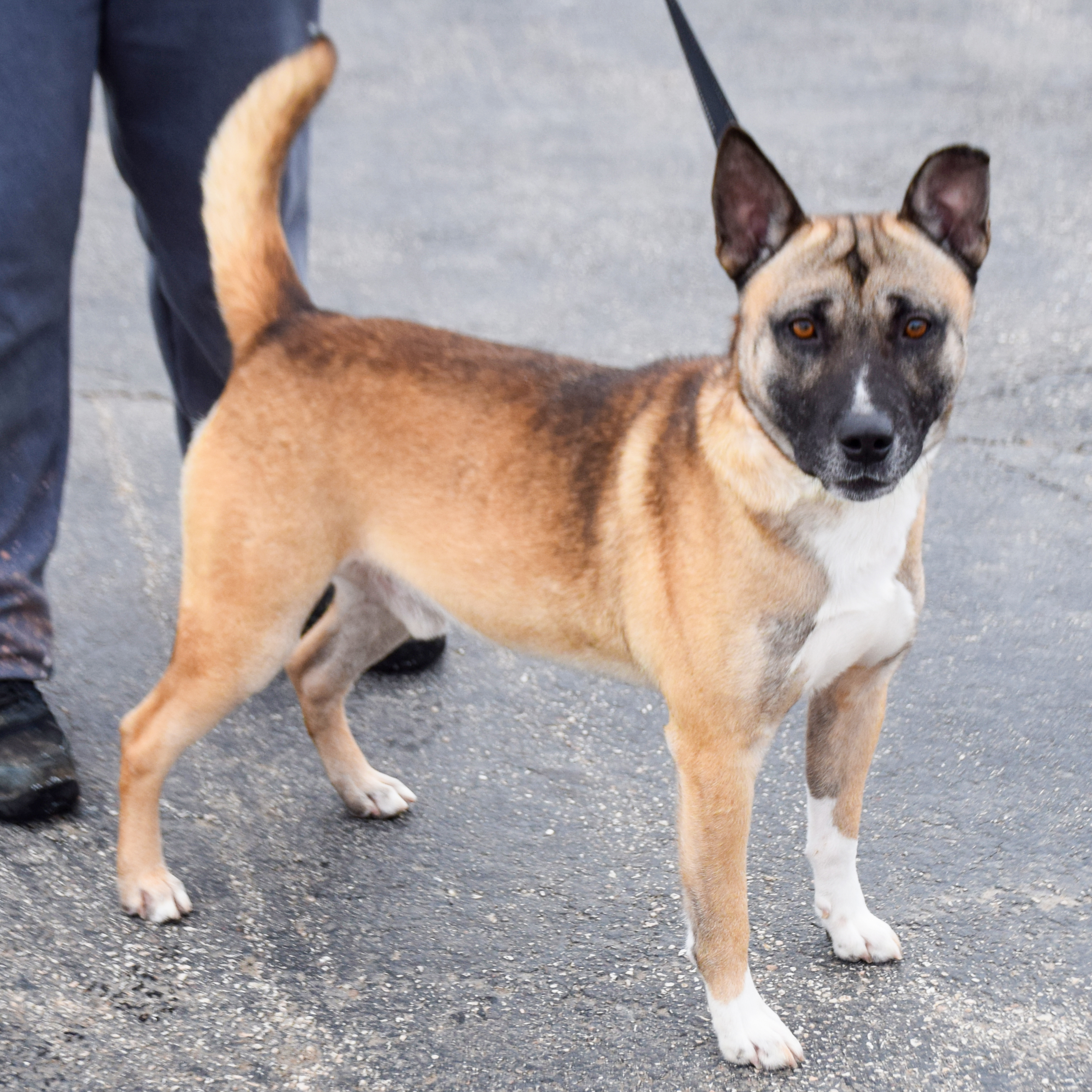 Yale, an adoptable German Shepherd Dog, Akita in Huntley, IL, 60142 | Photo Image 2