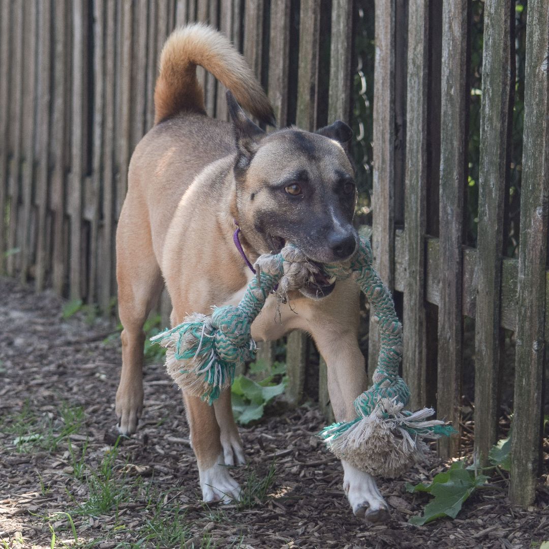 Yale, an adoptable German Shepherd Dog, Akita in Huntley, IL, 60142 | Photo Image 4