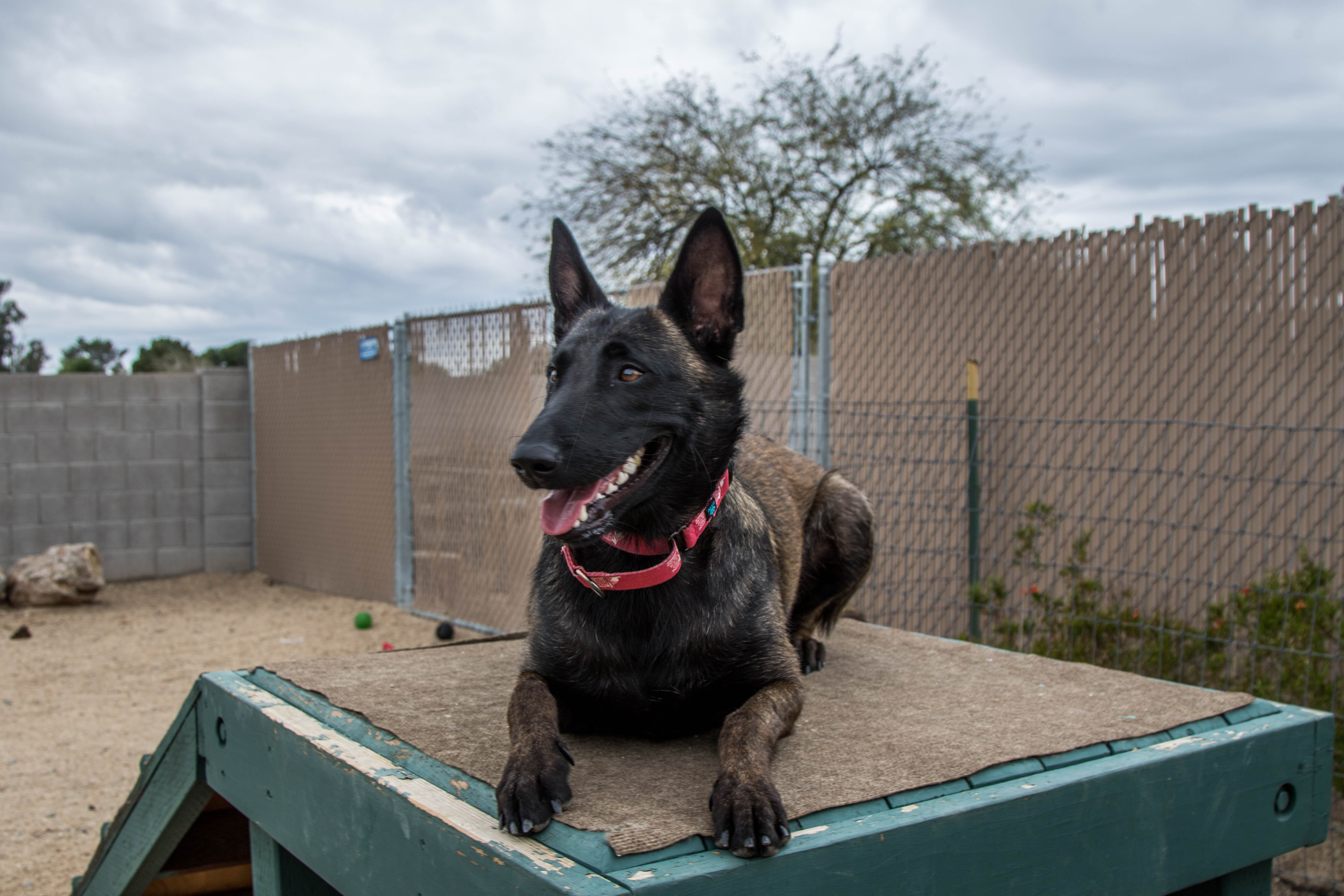 Carmen, an adoptable Belgian Shepherd / Malinois in Glendale, AZ, 85308 | Photo Image 1