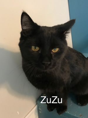 ZuZu