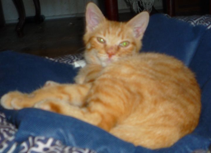 Cat For Adoption Golden Boy A Maine Coon Domestic Short Hair