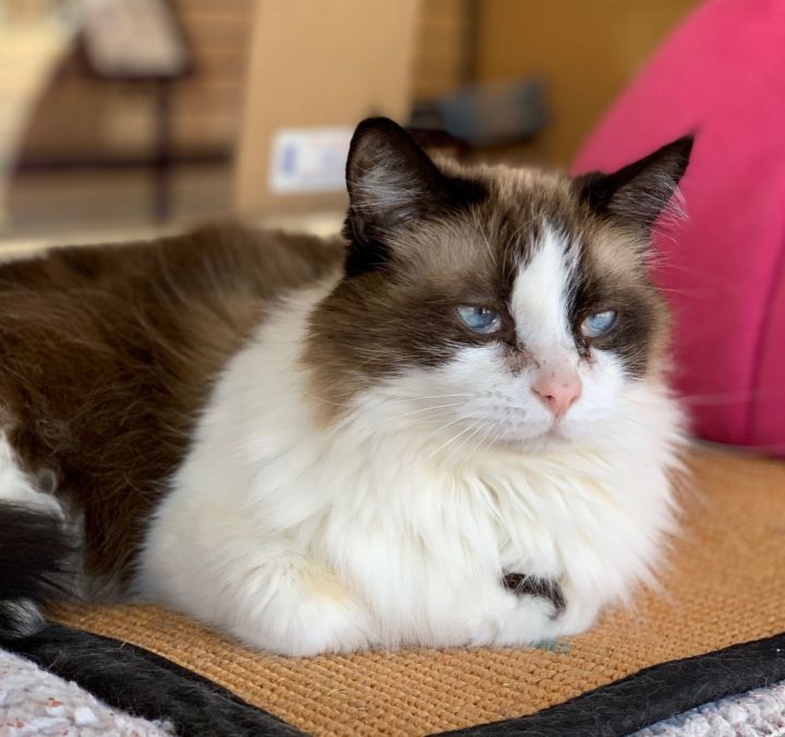 Cat For Adoption Hastings A Snowshoe Siamese Mix In Sherman