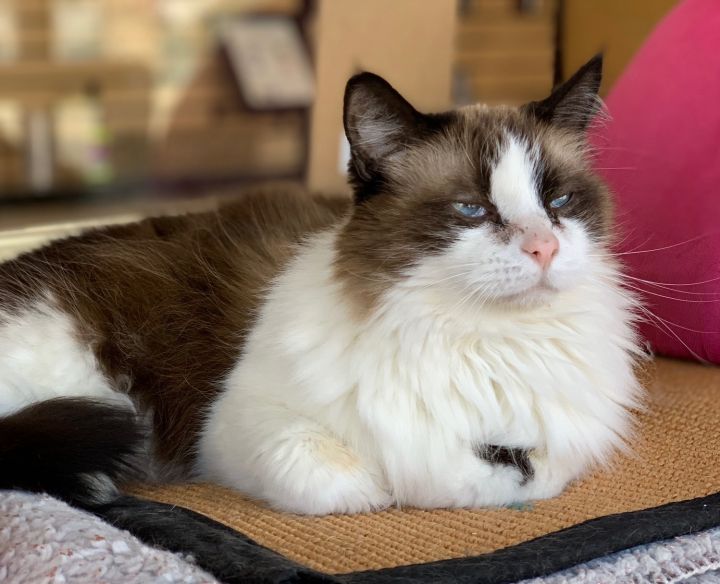 Cat For Adoption Hastings A Snowshoe Siamese Mix In Sherman