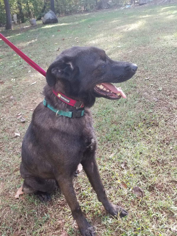 Bear, an adoptable Flat-Coated Retriever, Labrador Retriever in Winston Salem, NC, 27104 | Photo Image 2