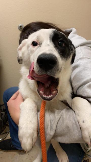 Dog For Adoption Oakley A Border Collie Australian Cattle Dog