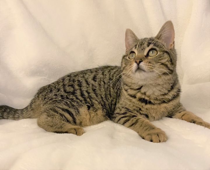 Cat For Adoption Ali The Kitten Adoption Pending A Domestic