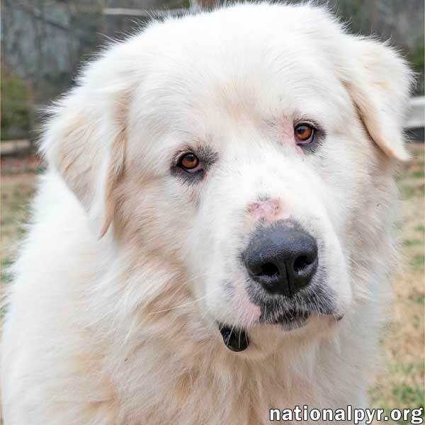 Frosty - Happy Guy!, an adoptable Great Pyrenees in Lebanon, TN, 37090 | Photo Image 1