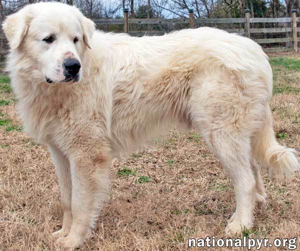 Frosty - Happy Guy!, an adoptable Great Pyrenees in Lebanon, TN, 37090 | Photo Image 2