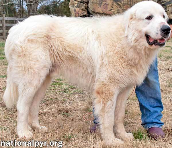 Frosty - Happy Guy!, an adoptable Great Pyrenees in Lebanon, TN, 37090 | Photo Image 3