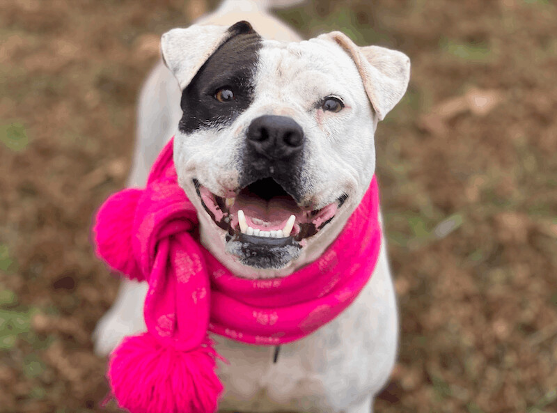 Riley, an adoptable Boxer, American Staffordshire Terrier in Palmyra, VA, 22963 | Photo Image 2