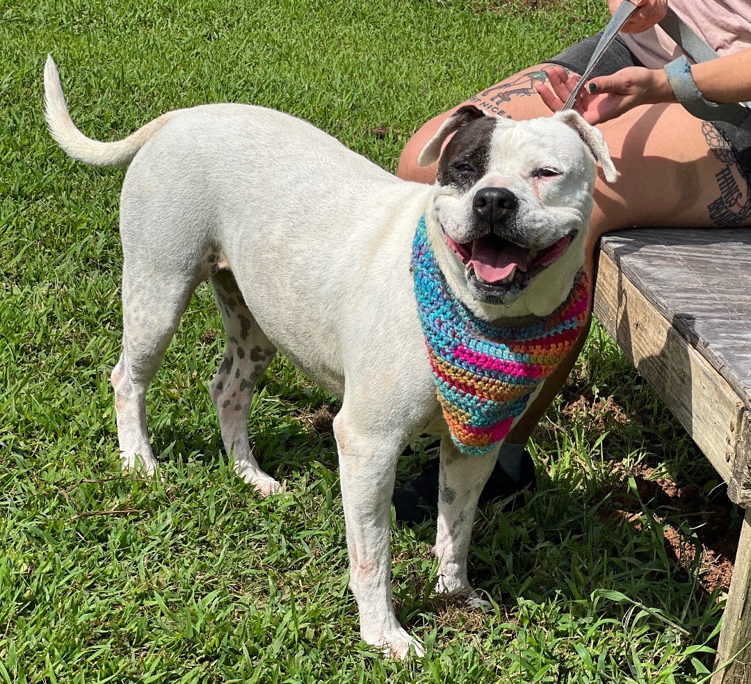 Riley, an adoptable Boxer, American Staffordshire Terrier in Palmyra, VA, 22963 | Photo Image 1