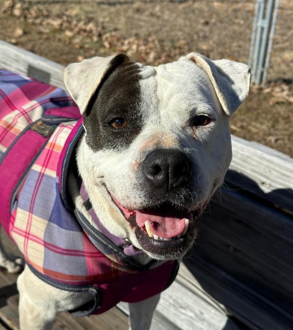 Riley, an adoptable Boxer, American Staffordshire Terrier in Palmyra, VA, 22963 | Photo Image 4