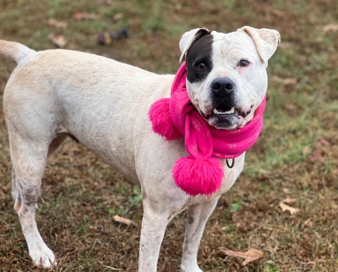 Riley, an adoptable Boxer, American Staffordshire Terrier in Palmyra, VA, 22963 | Photo Image 5