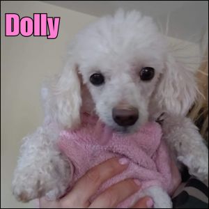 Dolly