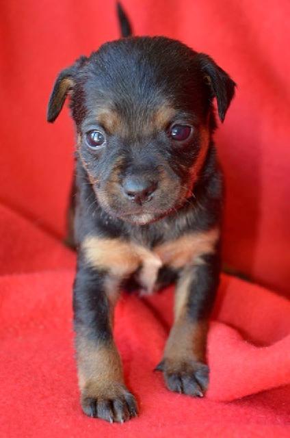 Norm 'Titan', an adoptable Miniature Pinscher, Yorkshire Terrier in Midland, TX, 79705 | Photo Image 2