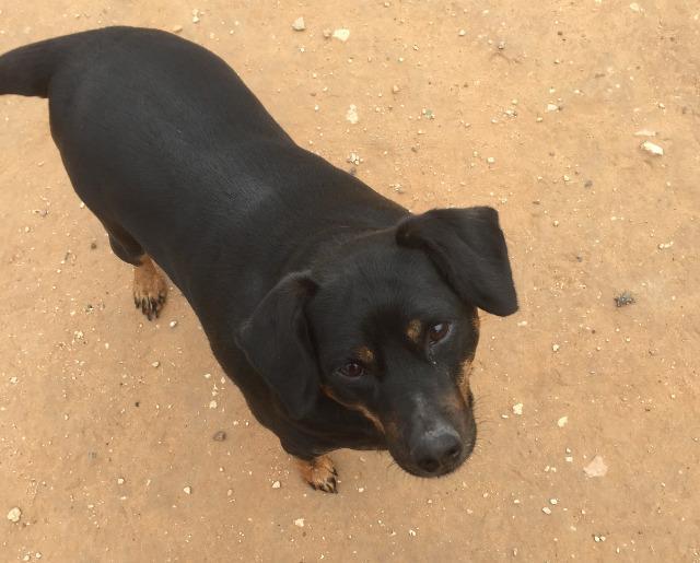 Norm 'Titan', an adoptable Miniature Pinscher, Yorkshire Terrier in Midland, TX, 79705 | Photo Image 3