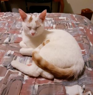 Cat For Adoption Luke A Domestic Short Hair In Hamilton On