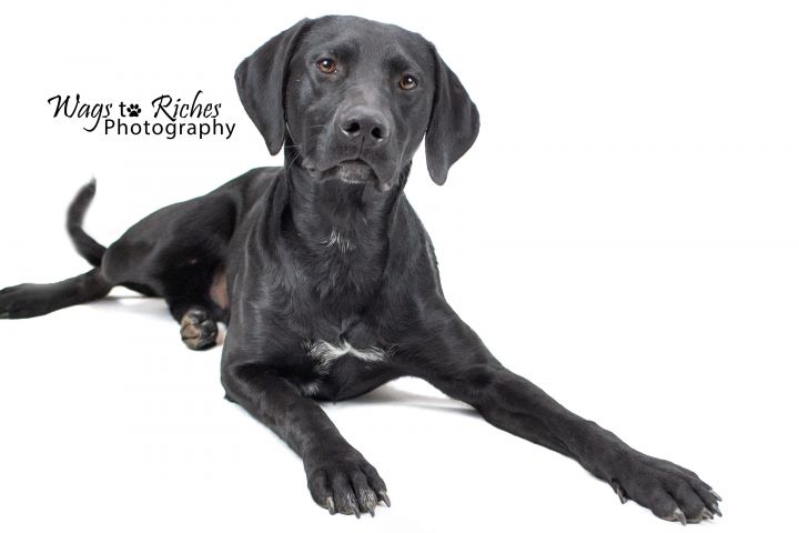 Dog For Adoption Dunn Adopted A Labrador Retriever German