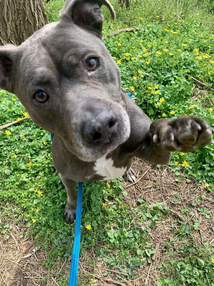 Dog for adoption - Bella Blue, a Pit Bull Terrier Mix in ...