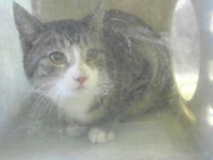 Cat For Adoption Gretchen Barn Cat A Domestic Short Hair In