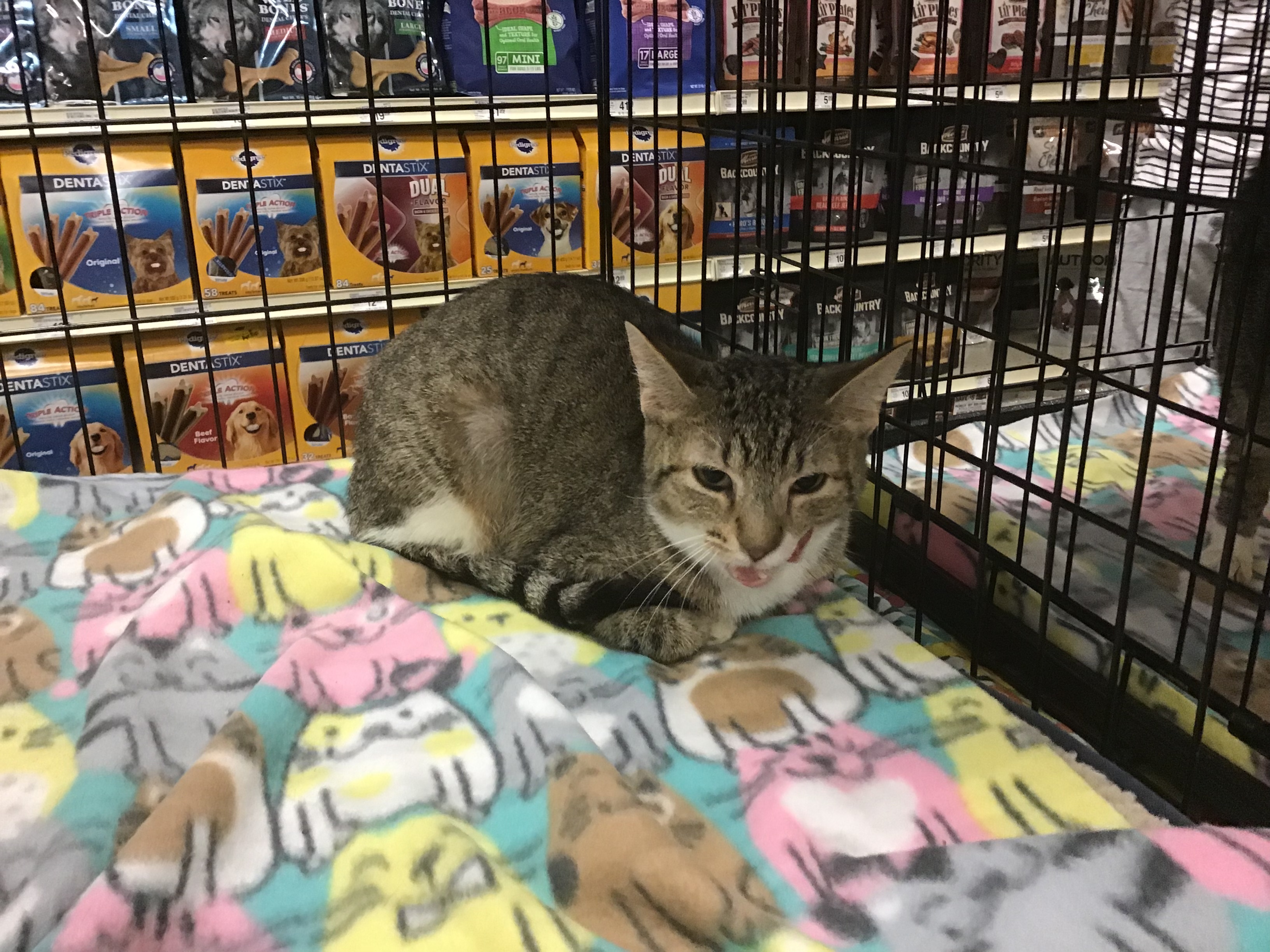 Bliss, an adoptable Domestic Short Hair, Tabby in Mesquite, TX, 75181 | Photo Image 2