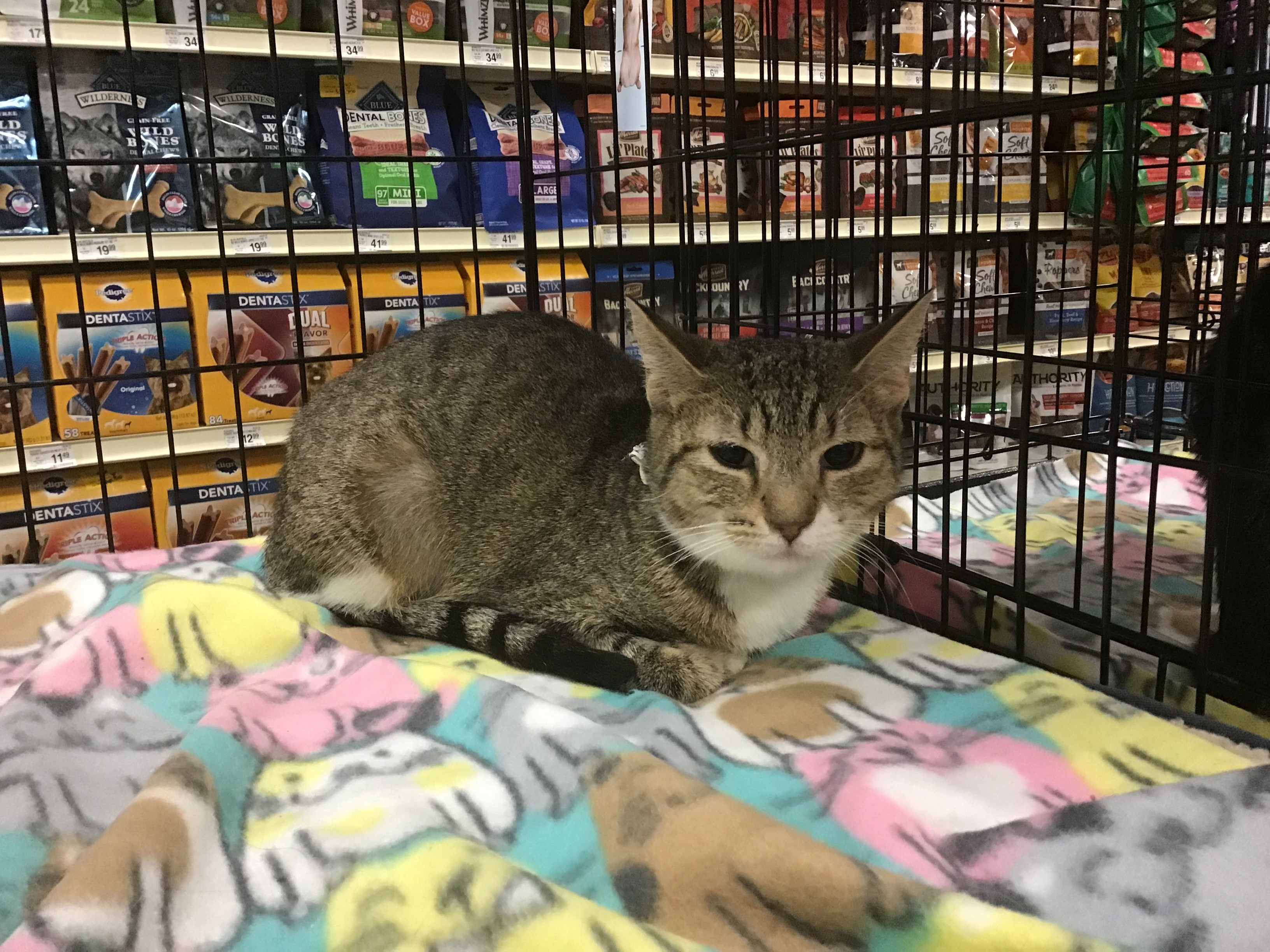 Bliss, an adoptable Domestic Short Hair, Tabby in Mesquite, TX, 75181 | Photo Image 1