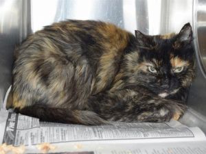 Cat For Adoption Lucy Barn Cat A Domestic Medium Hair In