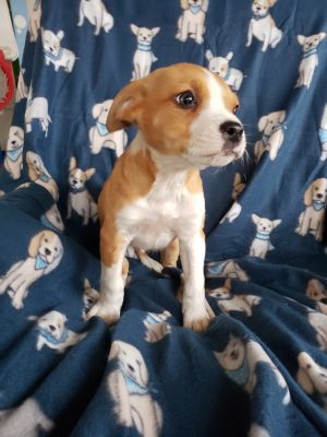 Dog For Adoption Reese A Jack Russell Terrier Labrador