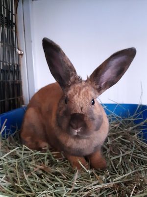 Rabbit For Adoption Dianna Troi A Cinnamon In Chicago Il