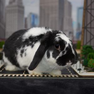 Rabbit For Adoption Camilla A Lop Eared In Chicago Il Petfinder