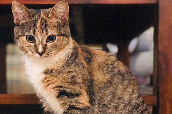 Cat For Adoption Cassie A Domestic Short Hair In Durham Nc