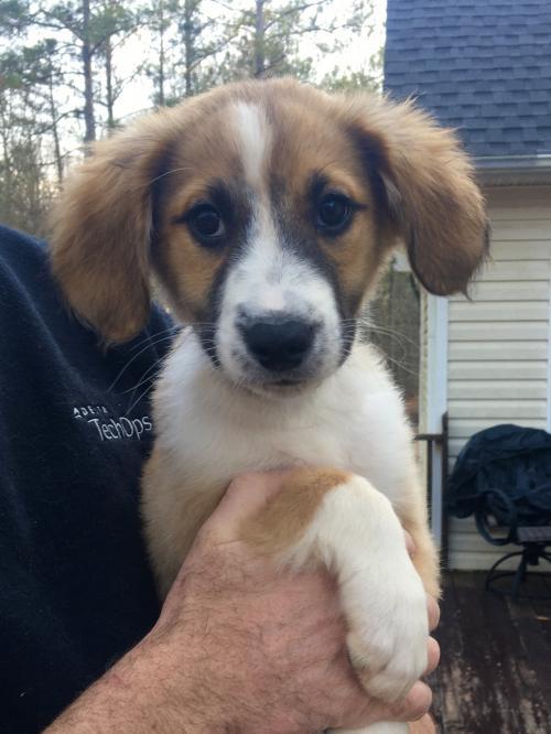 Dog For Adoption Chekov A Cattle Dog Australian Shepherd Mix