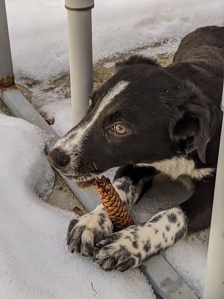 Dog For Adoption Richie An Australian Cattle Dog Blue Heeler