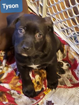 Dog For Adoption Tyson A German Shorthaired Pointer Mix In