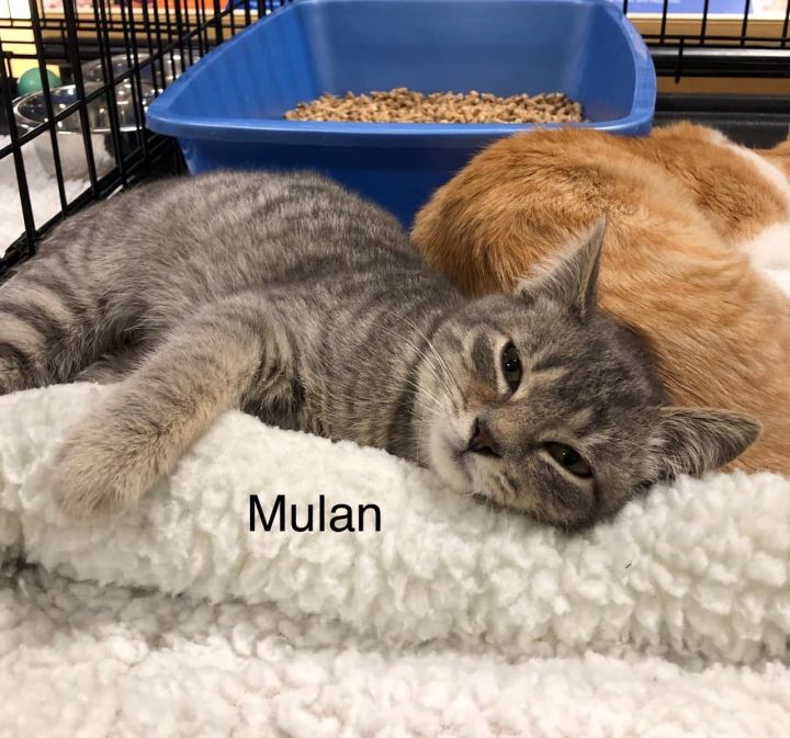 Cat For Adoption Mulan A Domestic Short Hair Tabby Mix In