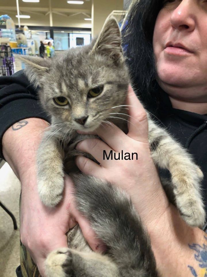 Cat For Adoption Mulan A Domestic Short Hair Tabby Mix In