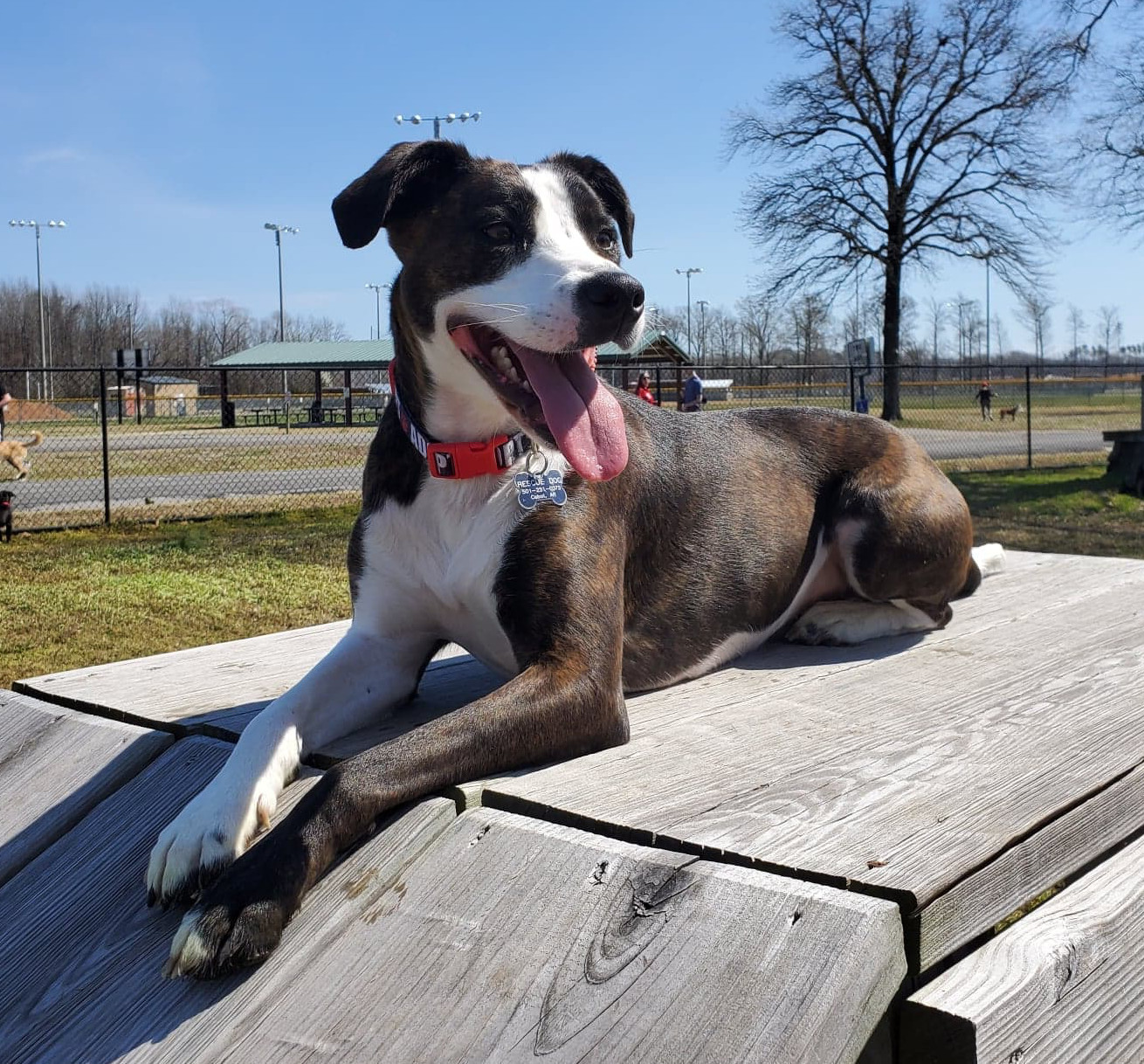 Dog For Adoption Gracie A German Shorthaired Pointer Terrier