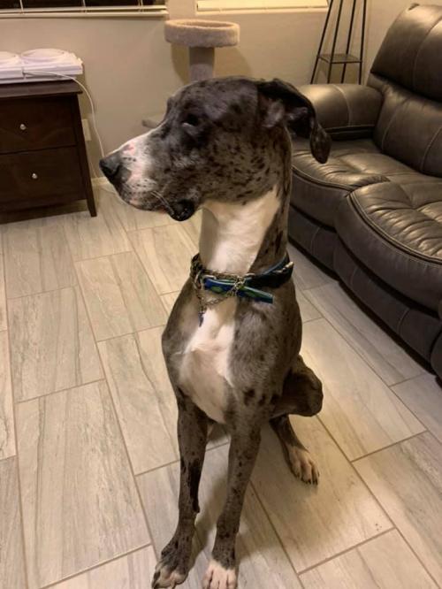 Dog For Adoption Eros A Great Dane In Prescott Valley Az
