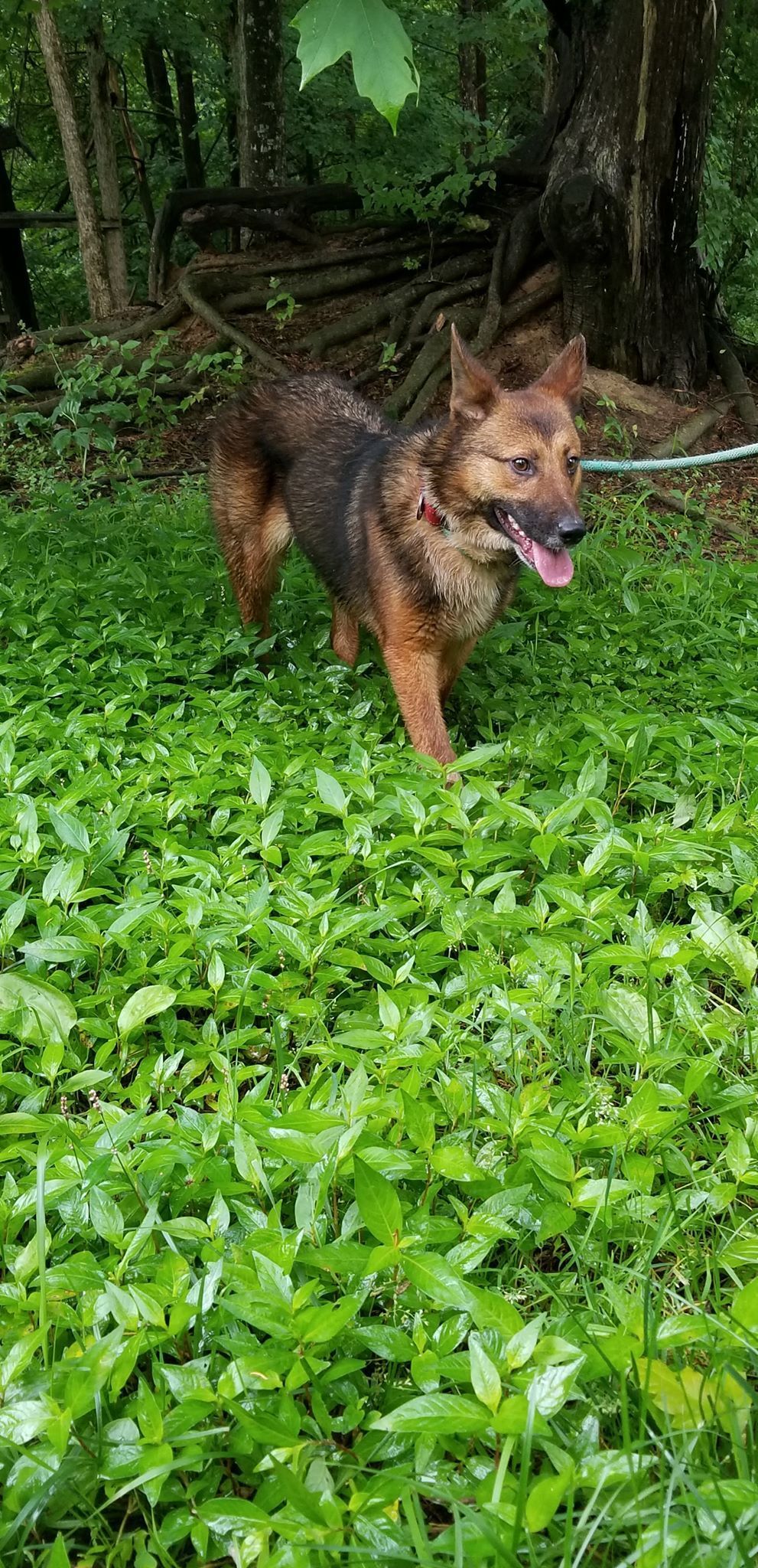 Macy, an adoptable German Shepherd Dog, Cattle Dog in Louisville, KY, 40243 | Photo Image 2