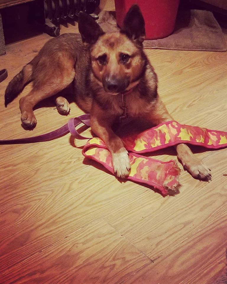 Macy, an adoptable German Shepherd Dog, Cattle Dog in Louisville, KY, 40243 | Photo Image 2