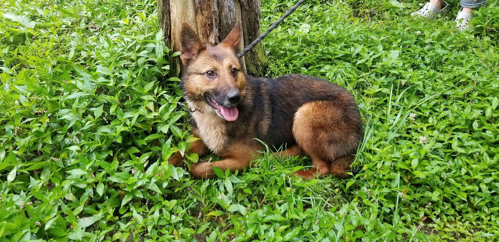 Macy, an adoptable German Shepherd Dog, Cattle Dog in Louisville, KY, 40243 | Photo Image 3