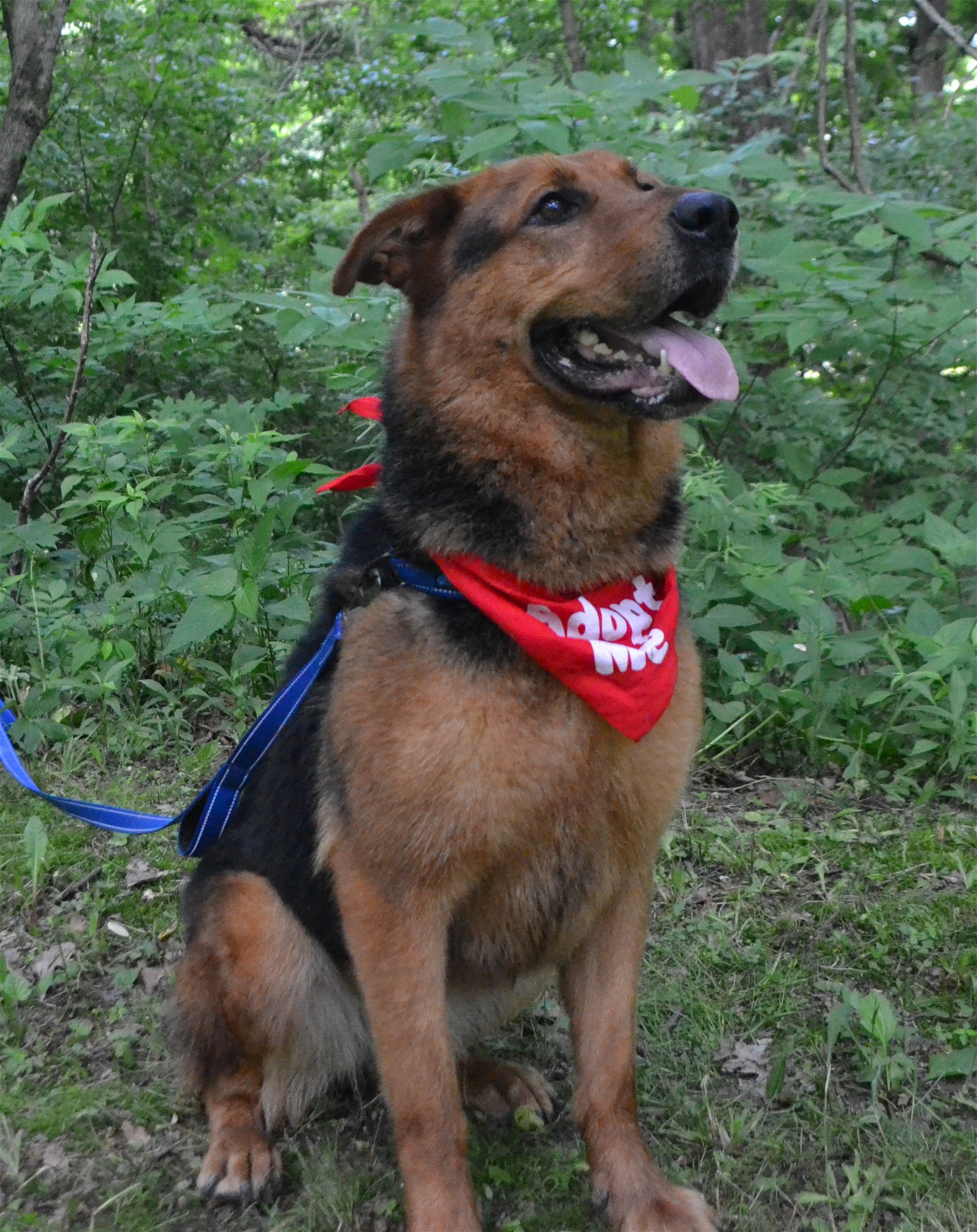 Jade, an adoptable Rottweiler, German Shepherd Dog in Louisville, KY, 40243 | Photo Image 1