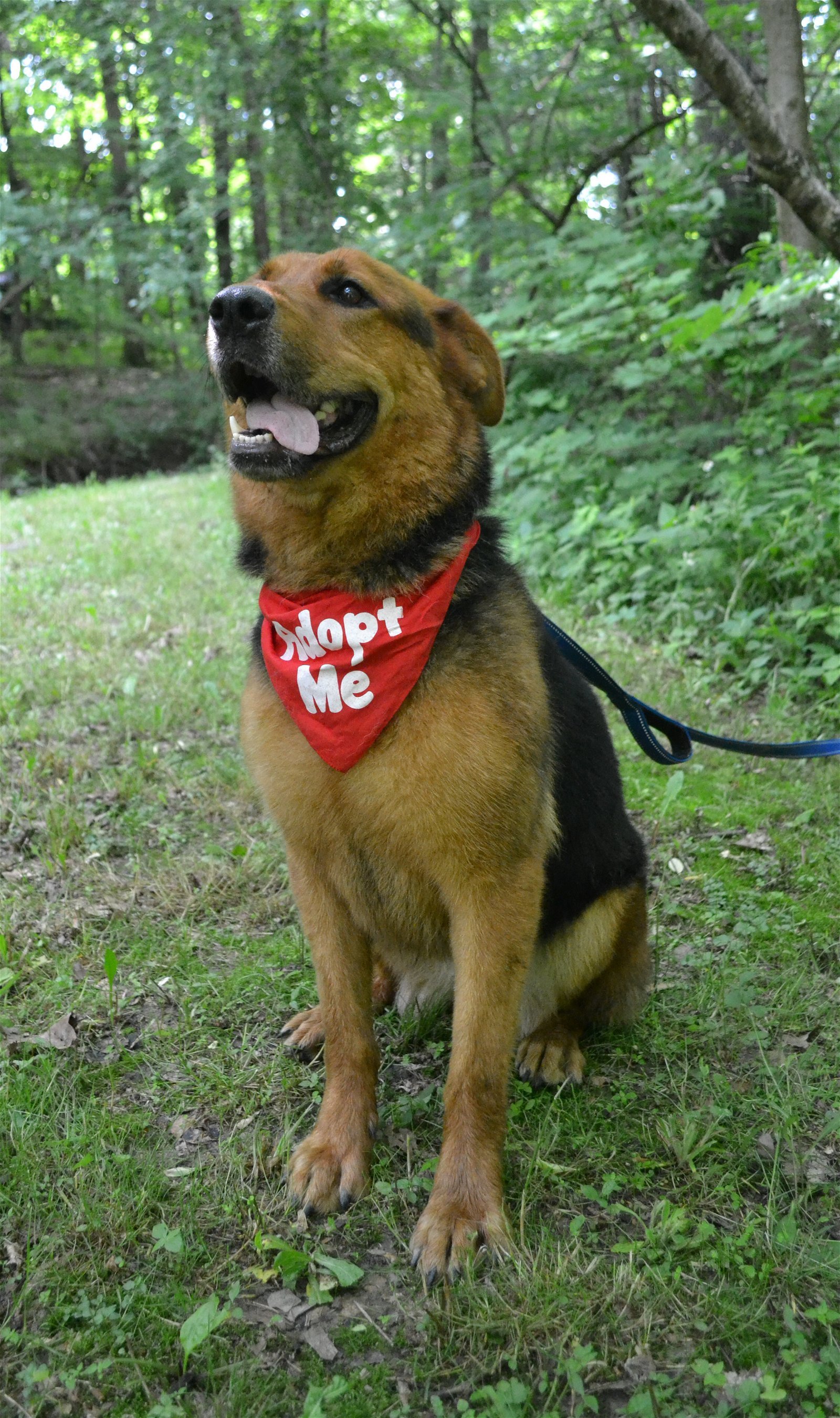 Jade, an adoptable Rottweiler, German Shepherd Dog in Louisville, KY, 40243 | Photo Image 2