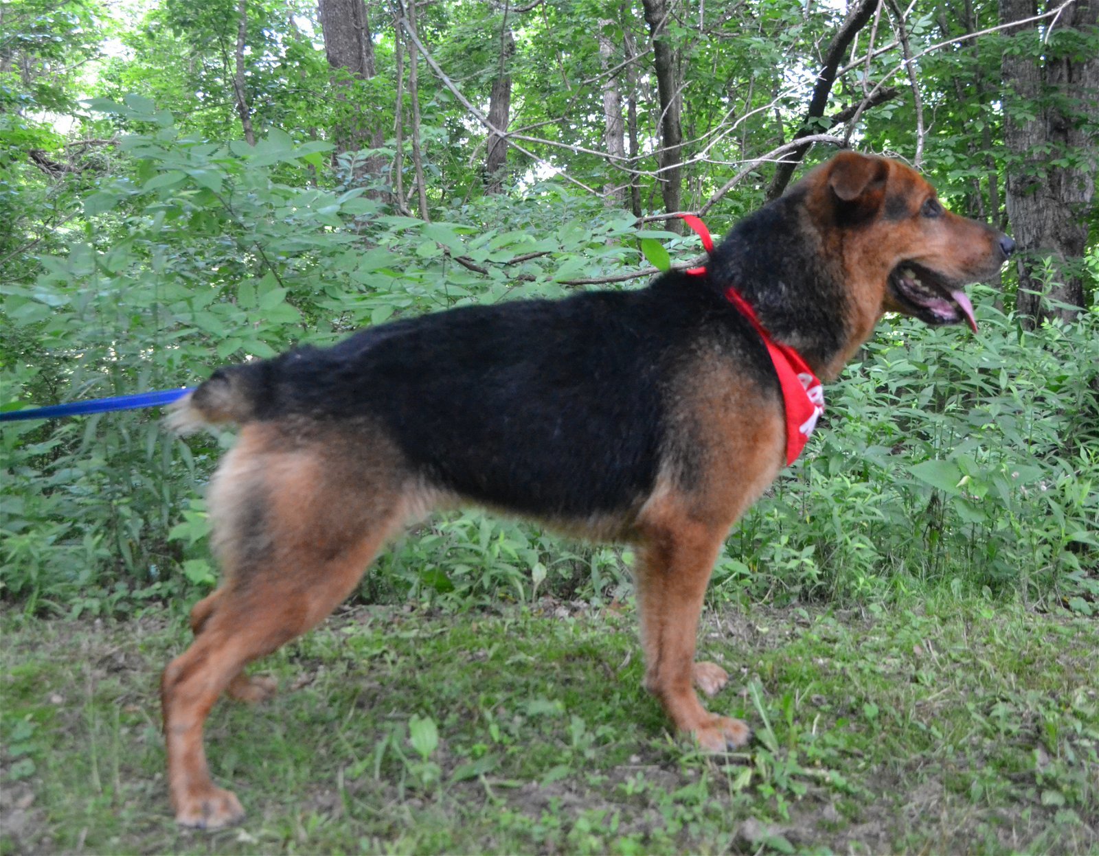 Jade, an adoptable Rottweiler, German Shepherd Dog in Louisville, KY, 40243 | Photo Image 3
