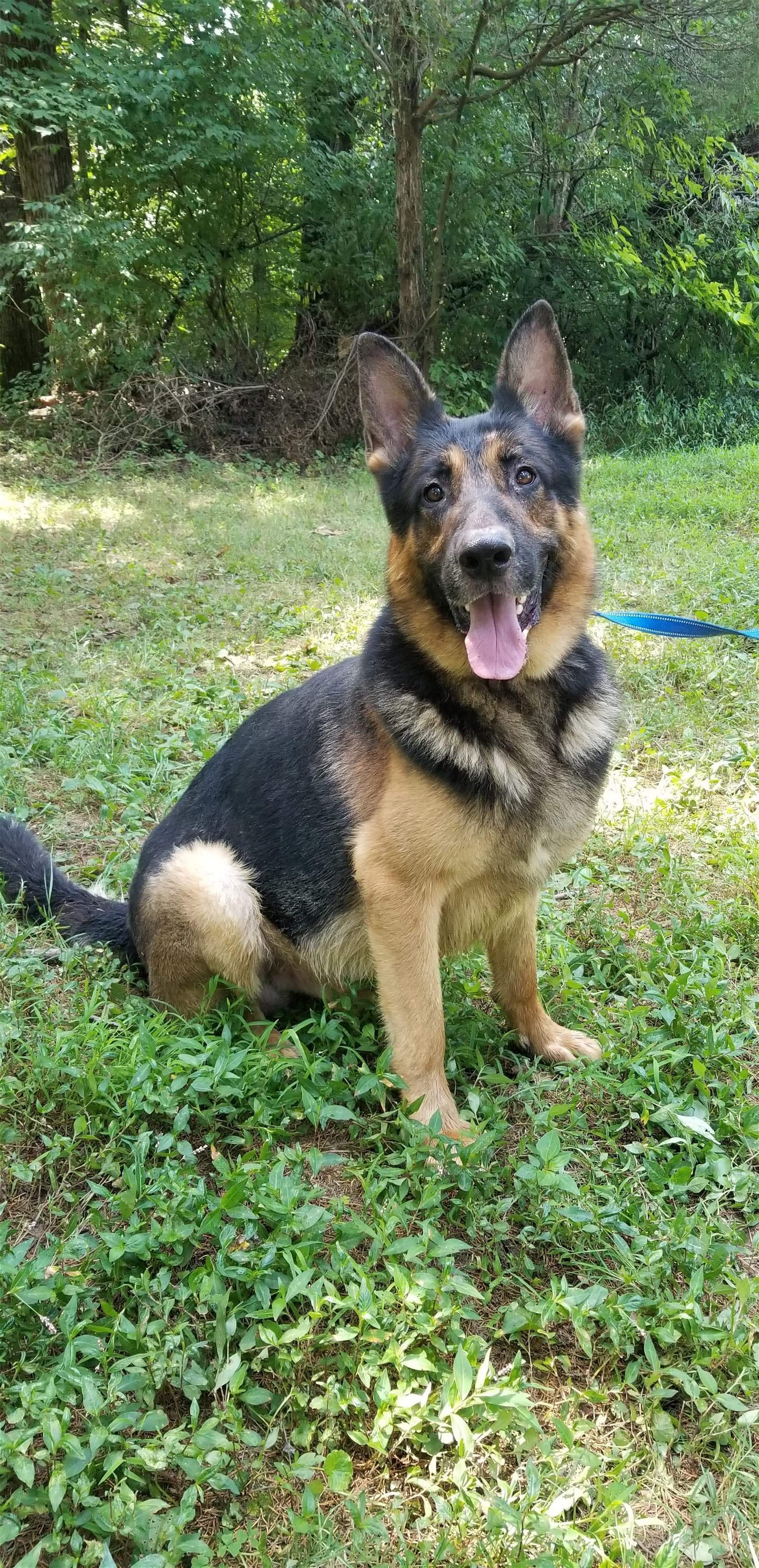 Max, an adoptable German Shepherd Dog in Louisville, KY, 40243 | Photo Image 1