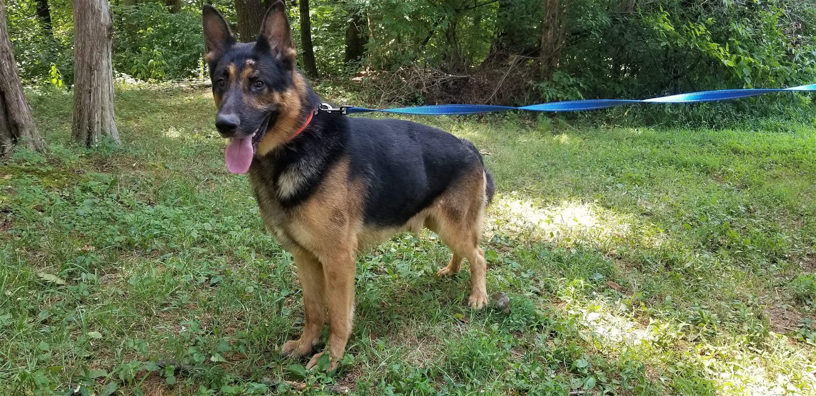 Max, an adoptable German Shepherd Dog in Louisville, KY, 40243 | Photo Image 2