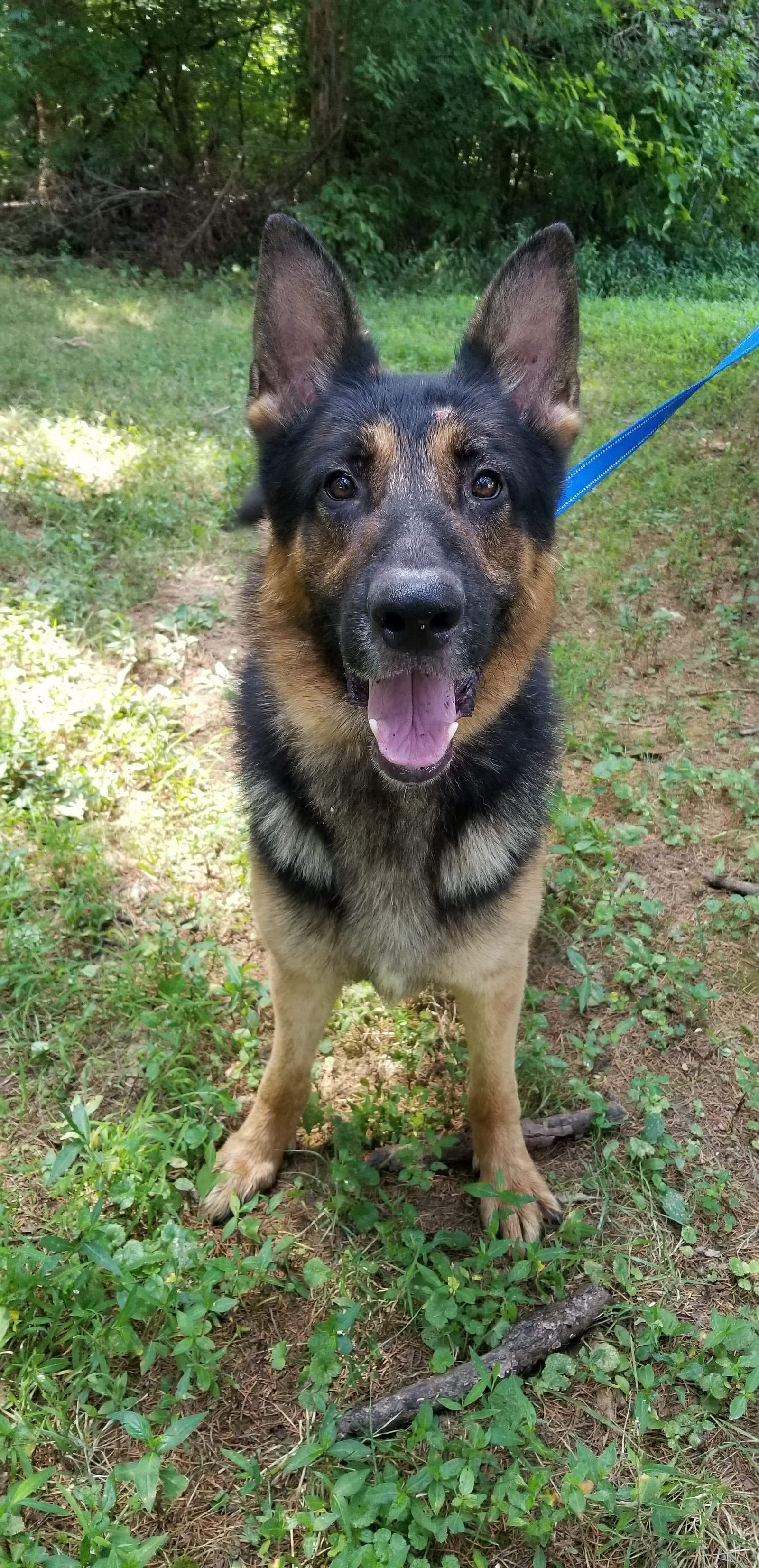 Max, an adoptable German Shepherd Dog in Louisville, KY, 40243 | Photo Image 3