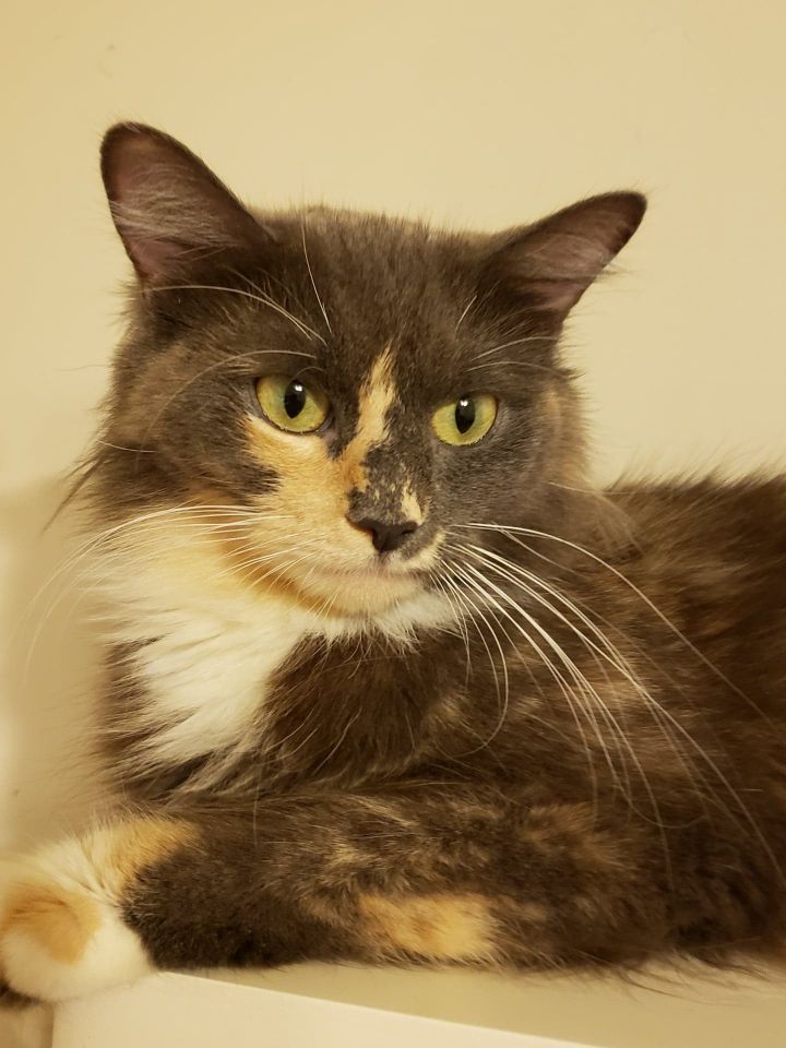 Cat For Adoption Adventure A Domestic Long Hair Calico Mix In
